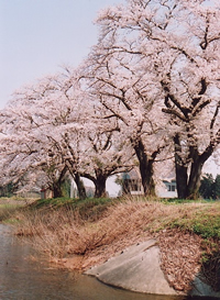 田沢沼のサクラ画像